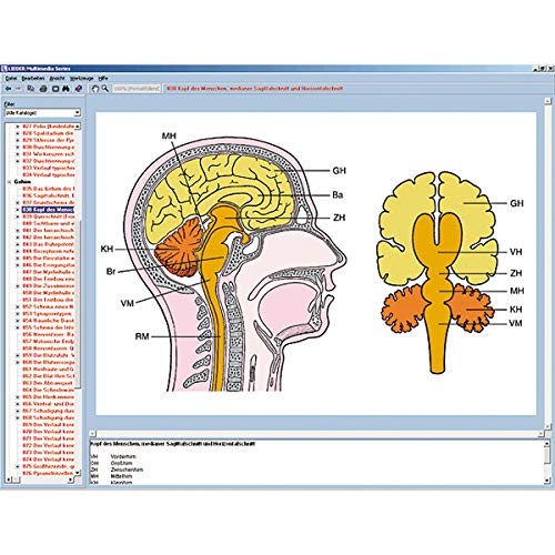 LIEDER Nervensystem und Informationsübertragung Teil II, Interaktive CD-ROM von Lieder