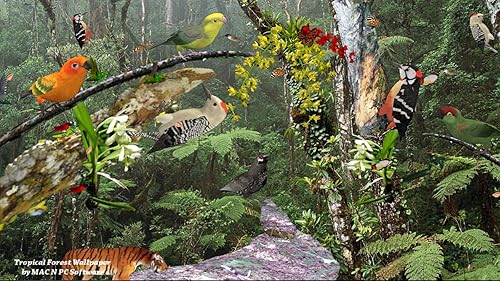 Tropischer Wald [Download] von MAC N PC Software