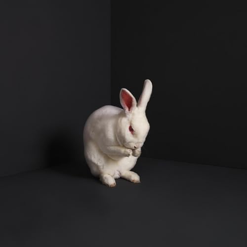Rabbits [Vinyl LP] von MAGNETIC EYE