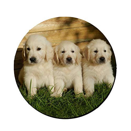 MDEIMAT Mauspad, Motiv: Golden Retriever, Hunde, Welpen, rund, Gummi, 19,1 cm von MDEIMAT