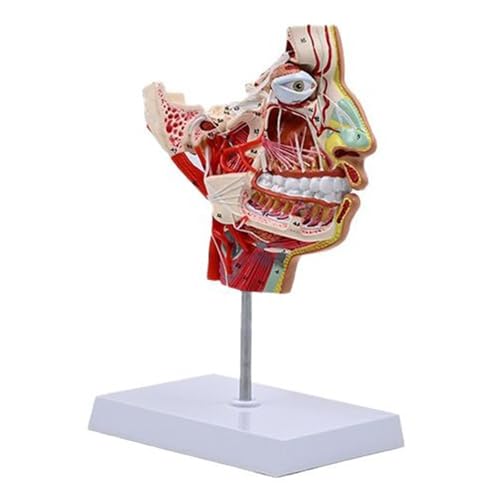 Menschliches Anatomisches Modell Menschliches Halbkopfmodell Menschliche Chops T Tätigkeiten Gefäßnerv Blutgefäße Modell Für Die Studienausbildung Menschliches Anatomisches Modell Menschliches Halbkopfmodell Menschliche Chops T Tätigkeiten Gefäßnerv Blutgefäße Modell Für Die Studienausbildung von MEAKTSMI