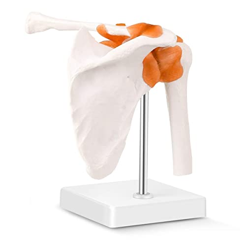 MIIRR Schultergelenkmodell, Studienmodell, Bänder, Skelettstruktur, anatomisches Modell für Orthopädie, medizinische Lehre von MIIRR