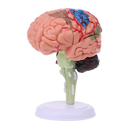 4d Disassembled Anatomical Human Model Anatomy Medical Teaching Tool Statu von MISUVRSE