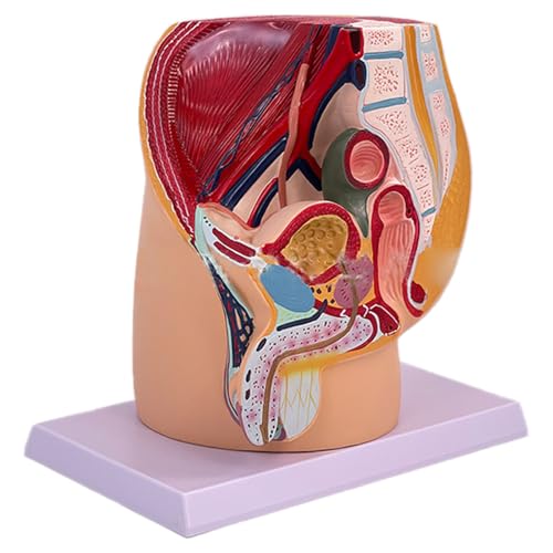 Anatomische Männliche Männliche Fortpflanzungsorgane Modell Für Geburtshilfliche Ausbildung Und Demonstrationen von MLWSKERTY