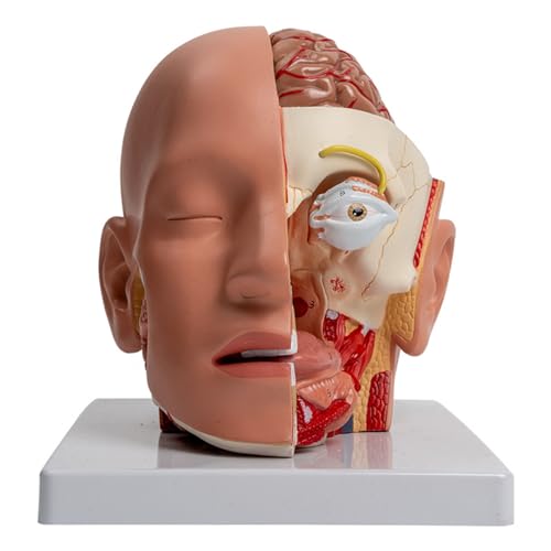 Anatomisches Gehirnmodell Menschliches Gehirn Anatomie Modell Zeigt Hirn Kleinhirn Hirnstamm Augapfel Für Berichtsunterrichtshilfen von MLWSKERTY