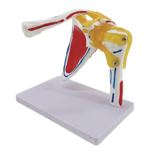 Anatomisches Menschliches Schultergelenk Mit Muskeln Nerven Struktur Muskulöses Schultergelenk Anatomie Modell Anatomisches Menschliches Schultergelenk Mit Muskeln Nerven Struktur Muskulöses Schultergelenk Anatomie Modell von MLWSKERTY