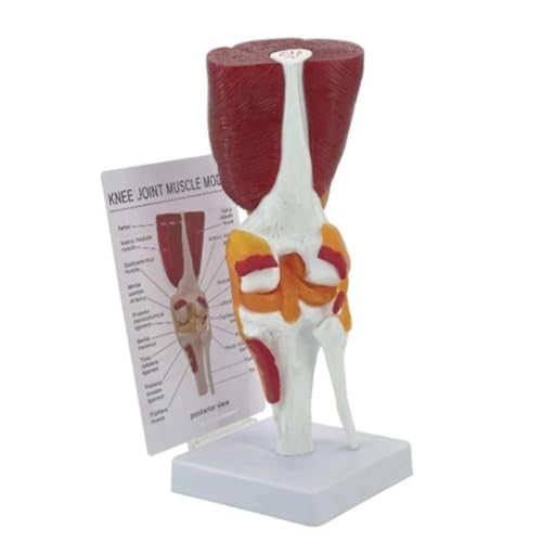 Modell Des Menschlichen Kniegelenks Mit Bändern Human Knie Anatomy Model Medicals Lehre Für Studium Und Display von MLWSKERTY