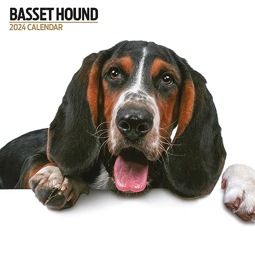 Basset Hound Modern Kalender 2024 von Magnet & Steel