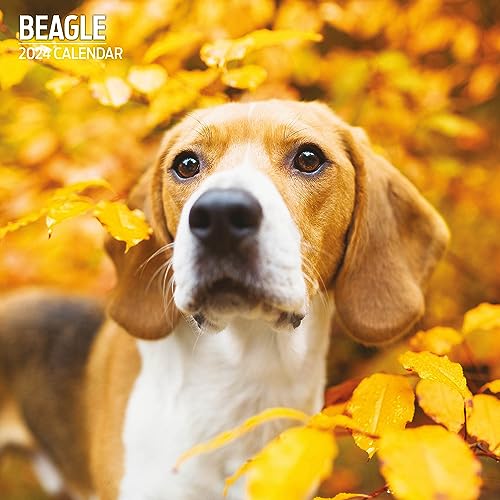 Beagle Traditioneller Kalender 2024 von Magnet & Steel