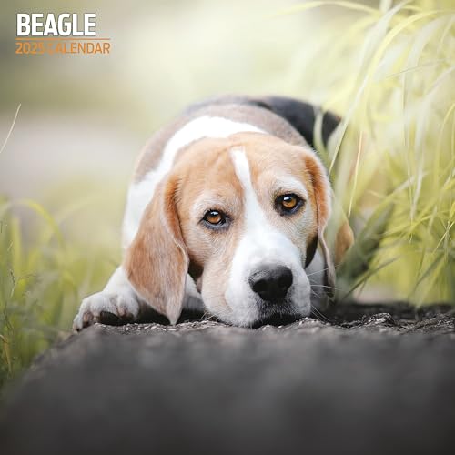 Beagle Traditioneller Kalender 2025 von Magnet & Steel