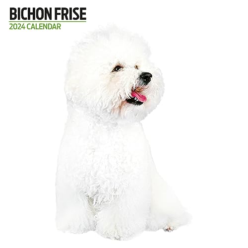 Bichon Frise Moderner Kalender 2024 von Magnet & Steel