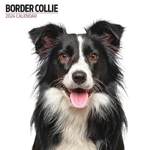 Border Collie Moderner Kalender 2024 von Magnet & Steel