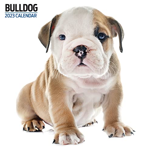 Bulldog 2023 Moderner Kalender von Magnet & Steel