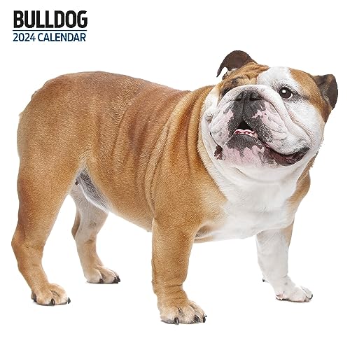 Bulldog Moderner Kalender 2024 von Magnet & Steel