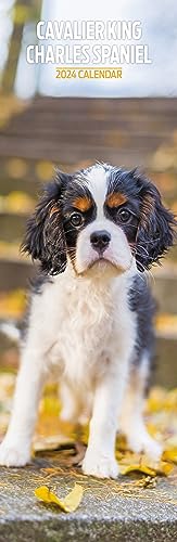 Cavalier King Charles Slim Kalender 2024 von Magnet & Steel