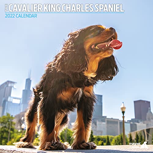 Cavalier King Charles Spaniel Traditioneller Kalender 2022 von Magnet & Steel