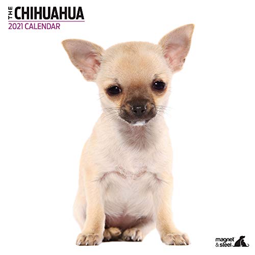 Chihuahua 9628 Moderner Kalender 2021 von Magnet & Steel