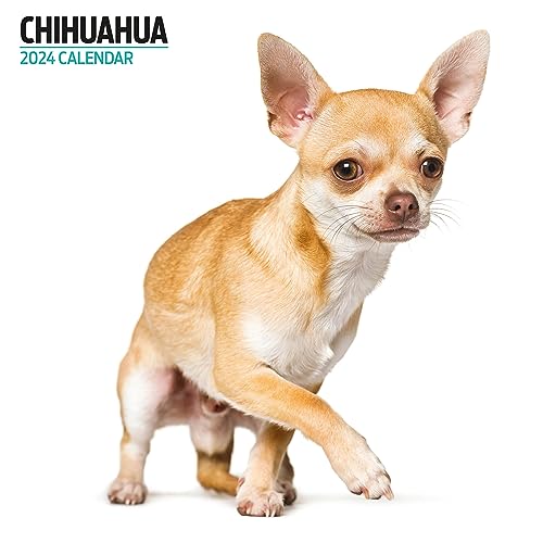 Chihuahua Modern Kalender 2024 von Magnet & Steel