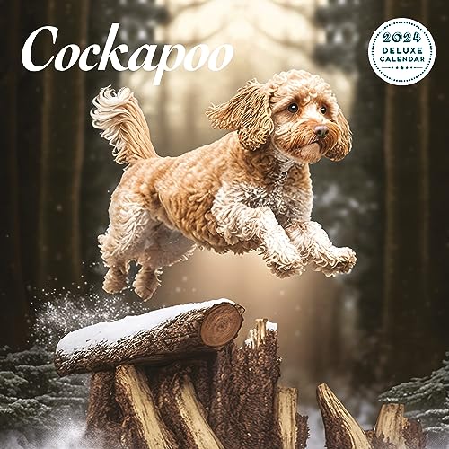 Cockapoo Deluxe Kalender 2024 von Magnet & Steel