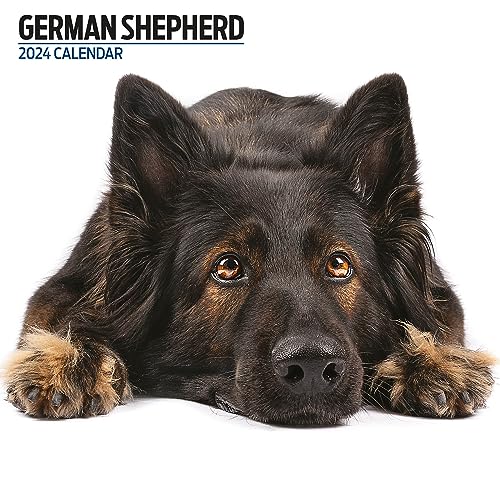 Deutscher Schäferhund Moderner Kalender 2024 von Magnet & Steel