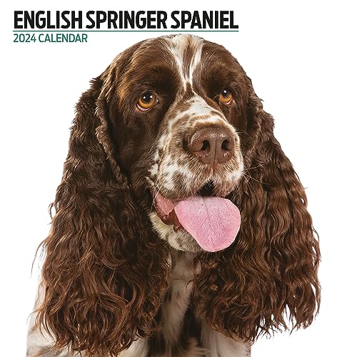 English Springer Spaniel Modern Kalender 2024 von Magnet & Steel