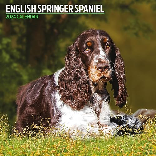 English Springer Spaniel Traditioneller Kalender 2024 von Magnet & Steel