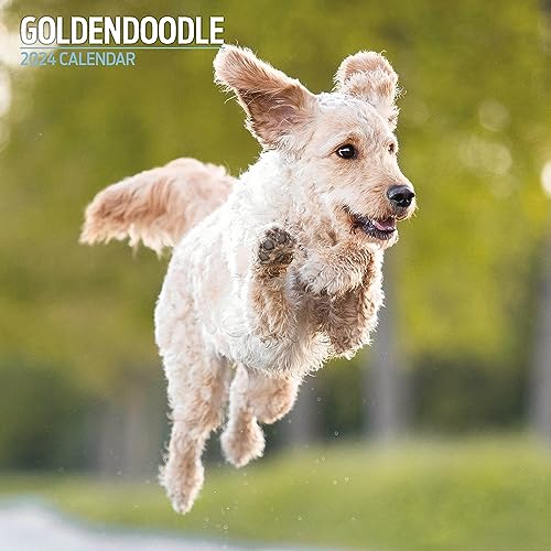 Goldendoodle Traditioneller Kalender 2024 von Magnet & Steel