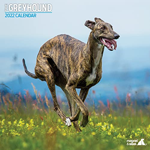 Greyhound Traditioneller Kalender 2022 von Magnet & Steel