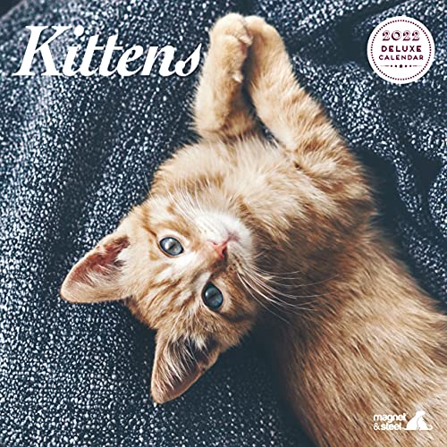 Kitten Deluxe Kalender 2022 von Magnet & Steel