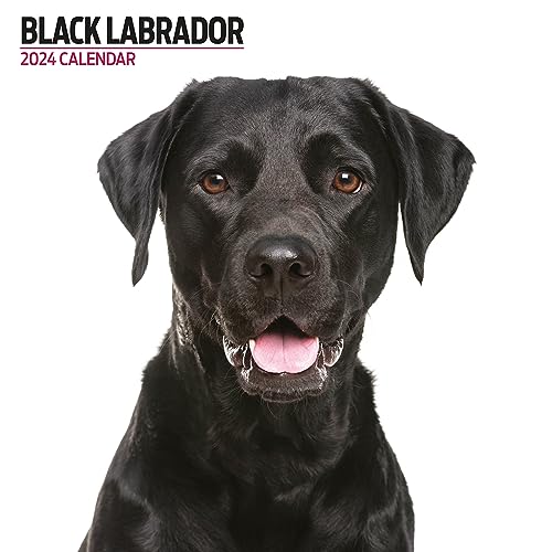 Labrador Black Modern 2024 Kalender von Magnet & Steel