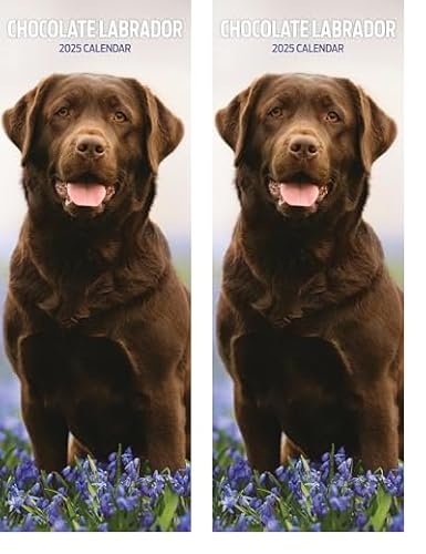 Labrador Chocolate Kalender 2025, schmaler Kalender (Packung mit 2) von Magnet & Steel