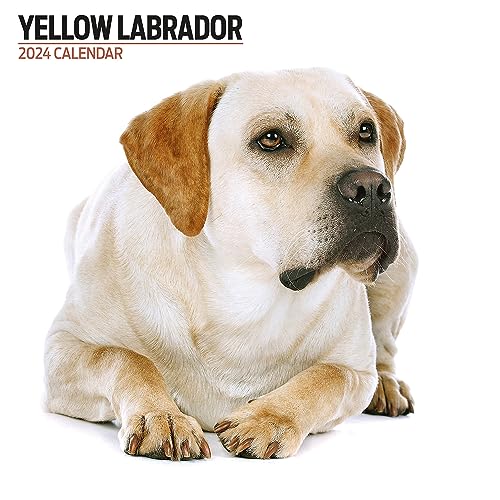 Labrador Gelb Modern 2024 Kalender von Magnet & Steel