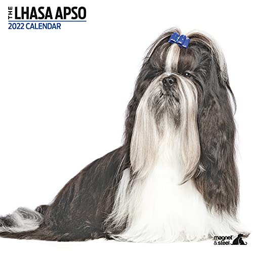 Lhasa Apso Modern Kalender 2022 von Magnet & Steel