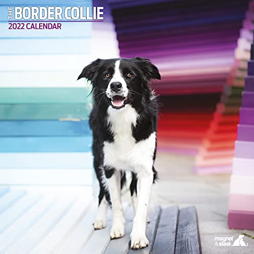 MAGNET & STEEL Border Collie Traditional Kalender von Magnet & Steel