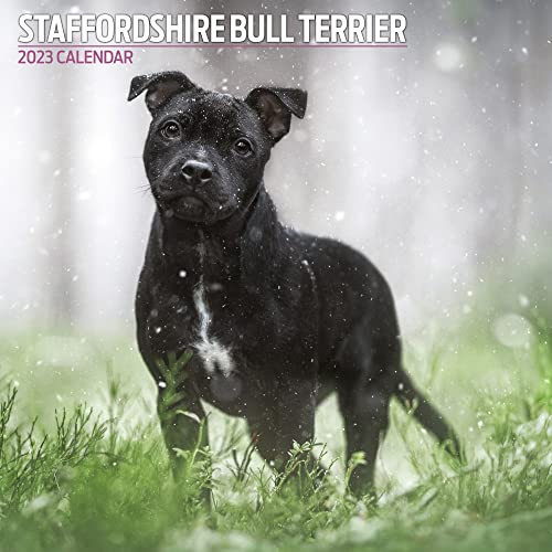 Magnet & Steel Bull Terrier Traditioneller Kalender 2023, mehrfarbig, 30 cm x 30 cm von Magnet & Steel