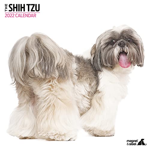 Shih Tzu Moderner Kalender 2022: Hundekalender – Wandkalender 2022–2023 (30,5 x 30,5 cm) 16 Monate – Hundebesitzer Geschenk – Hundeliebhaber Geschenk von Magnet & Steel