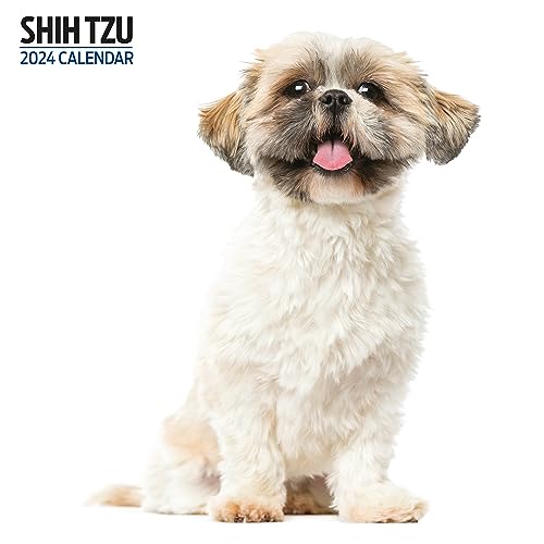 Shih Tzu Moderner Kalender 2024 von Magnet & Steel