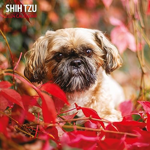 Shih Tzu Traditioneller Kalender 2024 von Magnet & Steel