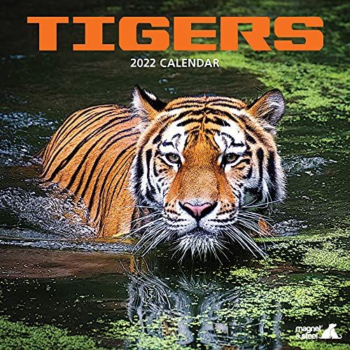 Tiger Kalender 2022 von Magnet & Steel