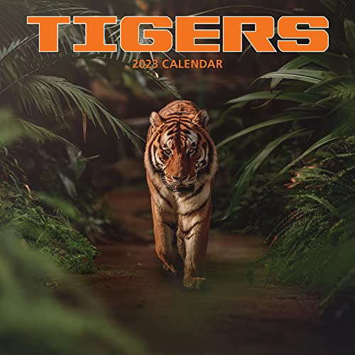 Tiger Kalender 2023 von Magnet & Steel