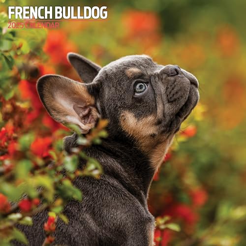 Traditioneller Kalender 2025 Französische Bulldogge von Magnet & Steel