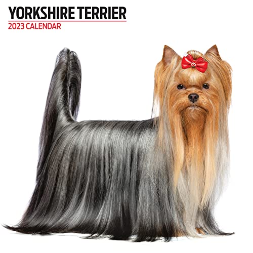 Yorkshire Terrier 2023 Moderner Kalender von Magnet & Steel