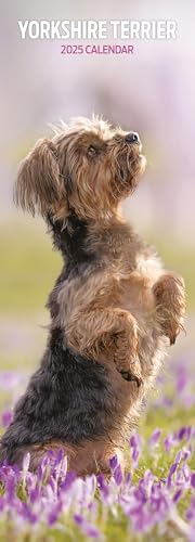 Yorkshire Terrier 2025 schmaler Kalender Yorkshire Terrier 2025 schmaler Kalender von Magnet & Steel