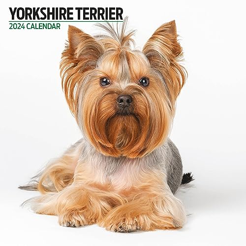 Yorkshire Terrier Moderner Kalender 2024 von Magnet & Steel