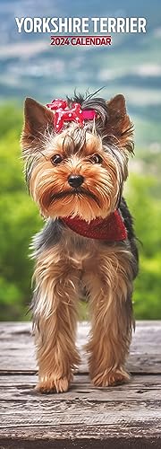Yorkshire Terrier Slim Kalender 2024, mehrfarbig von Magnet & Steel