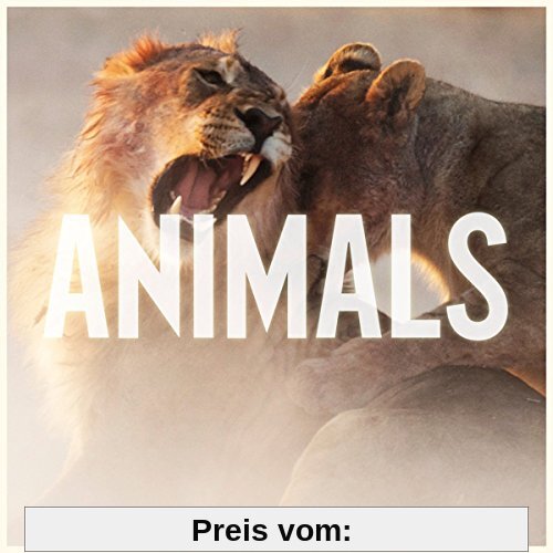 Animals (2-Track) von Maroon 5