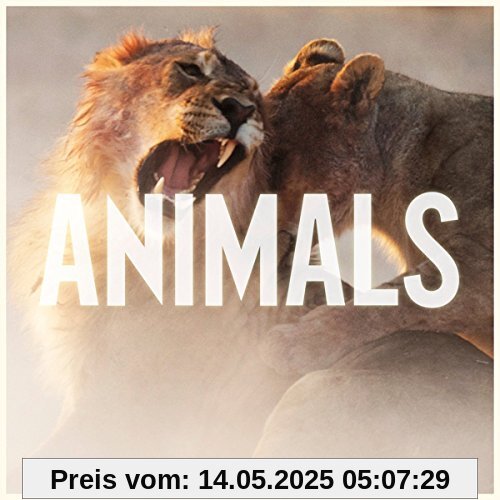 Animals (2-Track) von Maroon 5