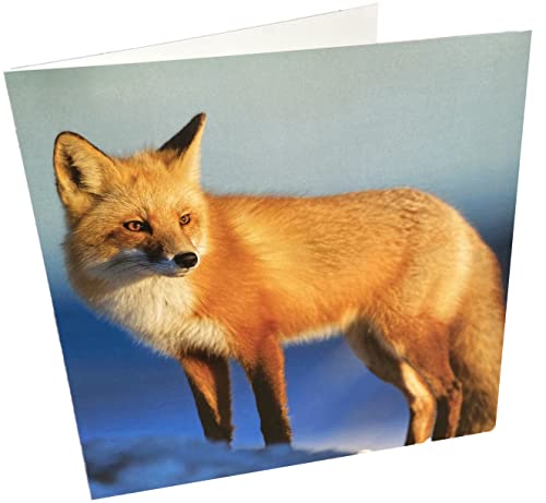 Geburtstagskarte, Motiv: Fuchs, blanko von Maturi