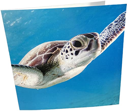 Geburtstagskarte, Motiv: Meeresschildkröte, quadratisch, blanko von Maturi