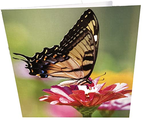 Geburtstagskarte, quadratisch, blanko, Motiv: Schmetterlinge von Maturi